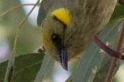 Grey-fronted Honeyeater (Lichenostomus plumulus)
